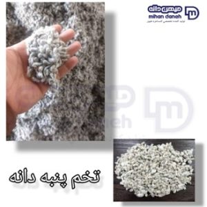پنبه دانه
