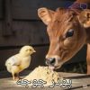 پودر جوجه