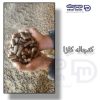 کلزا قزاق