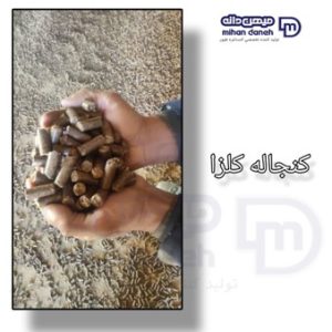 کلزا قزاق