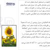 کنجاله افتابگردان